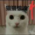 猫咪惊魂 下载恐怖版